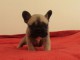 Chiot Bouledogue Français lof a donner