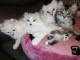 Magnifiques Chatons Maine Coon Disponibles