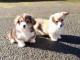 Chiots Welsh Corgi Pembroke