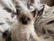 Magnifiques chatons sacrer de Birmanie