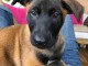 Chiots berger belge malinois 