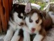 Magniques Chiots Husky Siberien