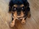 Adorables chiots cavalier disponibles pour adoption.