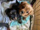 Adorables chiots cavalier disponibles pour adoption.