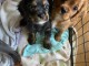 Adorables chiots cavalier disponibles pour adoption.