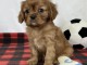 Adorables chiots cavalier disponibles pour adoption.