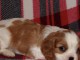 Adorables chiots cavalier disponibles pour adoption.