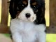 Adorables chiots cavalier disponibles pour adoption.