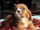 Adorables chiots cavalier disponibles pour adoption.