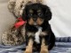 Adorables chiots  disponibles pour adoption.