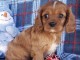 Adorables chiots  disponibles pour adoption.