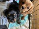 Adorables chiots cavalier king charle disponibles pour adoption.