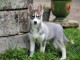 Chiots Siberian Husky,a donner 