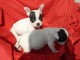 Chiots Type bouledogue francais Disponibles de suite