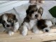 Magnifiques chiots Shih Tzu à donner