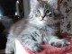 Magnifiques chatons Maine Coon