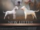 Dogue argentin chiots