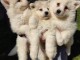 Samoyède chiots à vendre