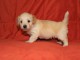 Bichon havanais Chiots