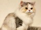 Chaton Persan Femelle LOOF