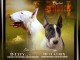 Bull terrier chiots à vendre
