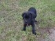 CHIOTS CANE CORSO LOF MONTJOLY