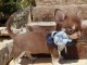 Chiot chihuahua femelle
