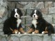 Magnifiques chiots Bouviers Bernois LOF