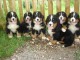 Magnifiques chiots Bouviers Bernois LOF