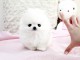 chiot Spitz pomeranian  a donner