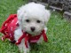 Adorables chiots bichon Frise pour adoption 