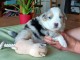 Chiots Berger Australien a adopter