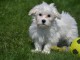 Adorable chiot bichon maltais femelle a donner