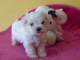 Adorable chiot bichon maltais femelle a donner