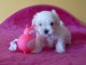 Adorable chiot bichon maltais femelle a donner