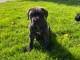 Je donne Type chiot cane corso