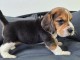 Dons Chiots Beagle Disponibles 