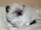 4 chatons Ragdoll Mâles et Femelle 