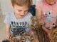 chatons serval et  caracal disponibles 