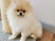  Adorables chiots Spitz nain a donner