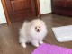  Adorables chiots Spitz nain a donner