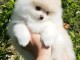  Adorables chiots Spitz nain a donner