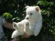 A donner chiot Berger Blanc Suisse