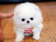 chiot Spitz pomeranian  a donner