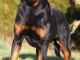  Magnifique Mâle Rottweiler  de 10 mois