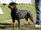 Rottweiler  de 10 mois