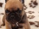 Chiot Bouledogue Français lof à donner