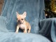 Chiot Bouledogue Français lof à donner