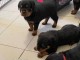 Chiots Rottweiler Adorable