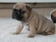 Chiot Bouledogue Français lof à donner